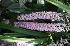 Rhynchostylis retusa